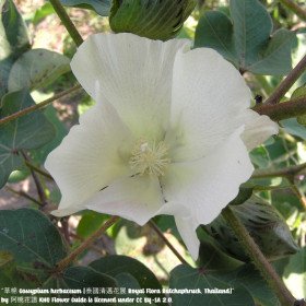 Cotonnier Blanc herbacé, Gossypium herbaceum